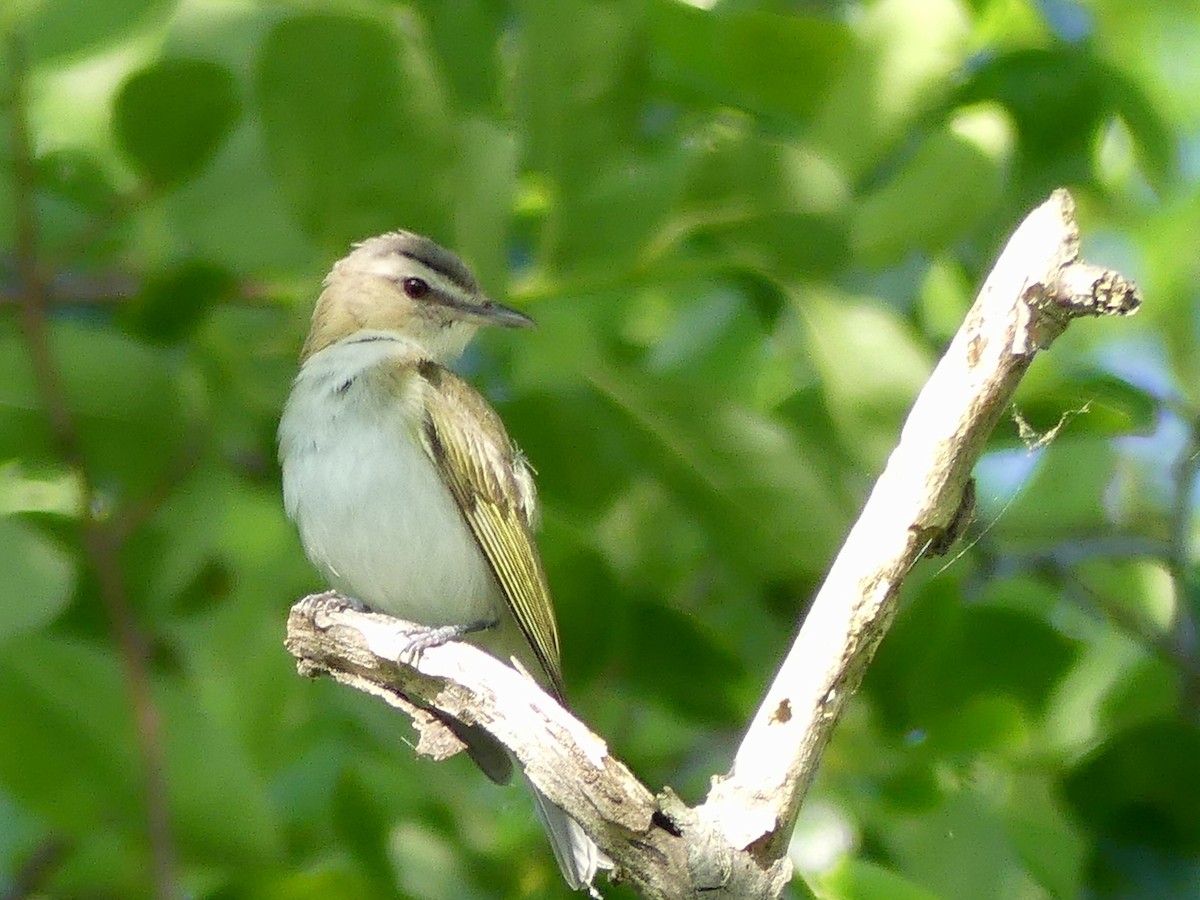 Vireo occhirossi - ML60192001