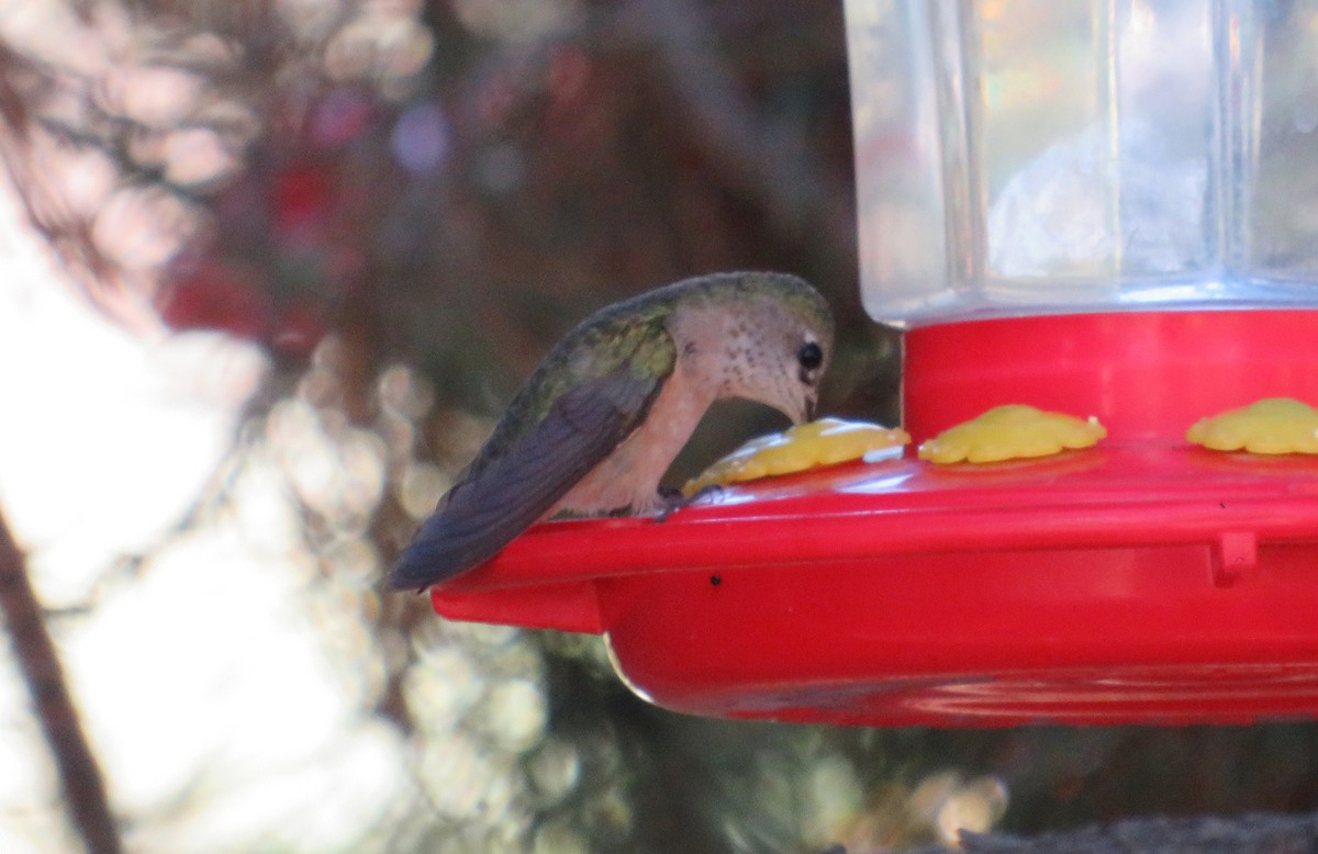 Calliope Hummingbird - ML601920381