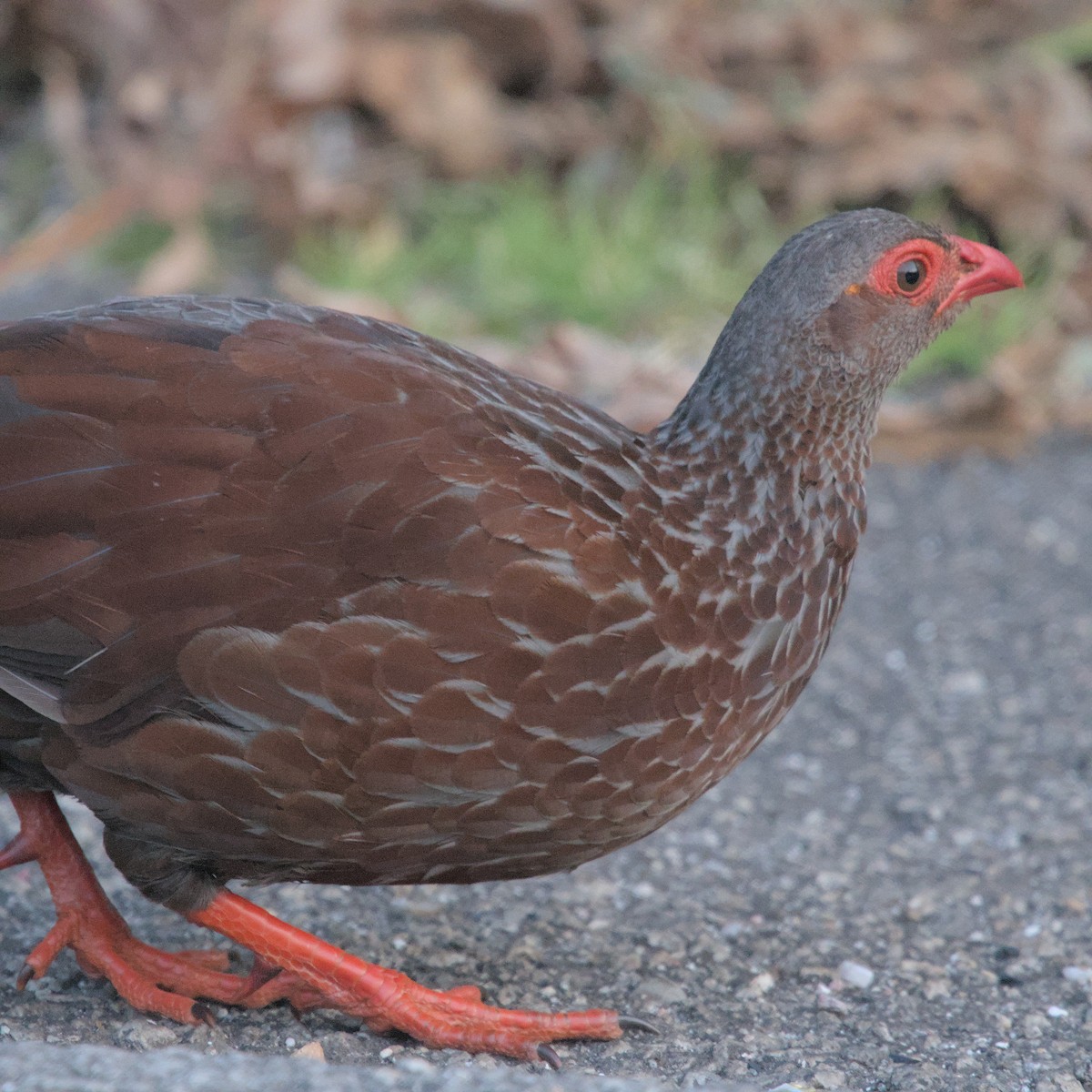 Handsome Spurfowl - ML601920791