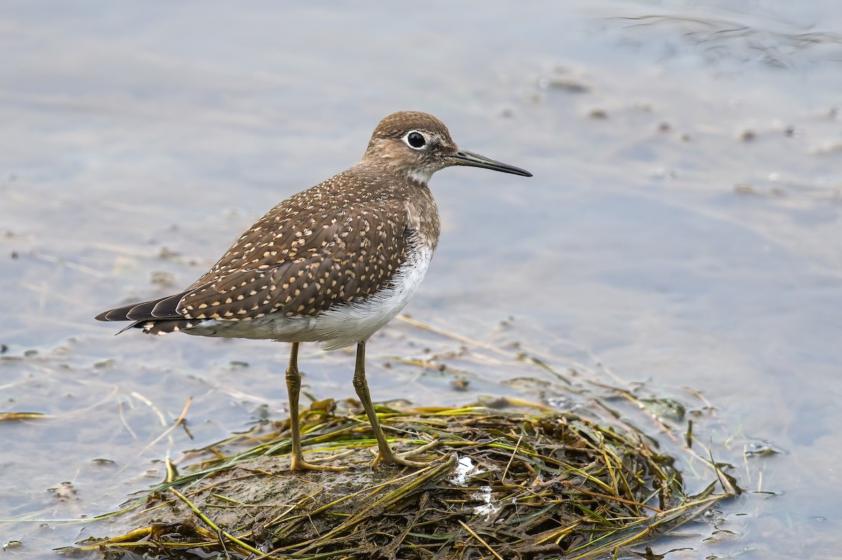 Solitary Sandpiper - ML601921611