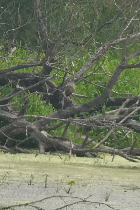 Limpkin - ML601921871