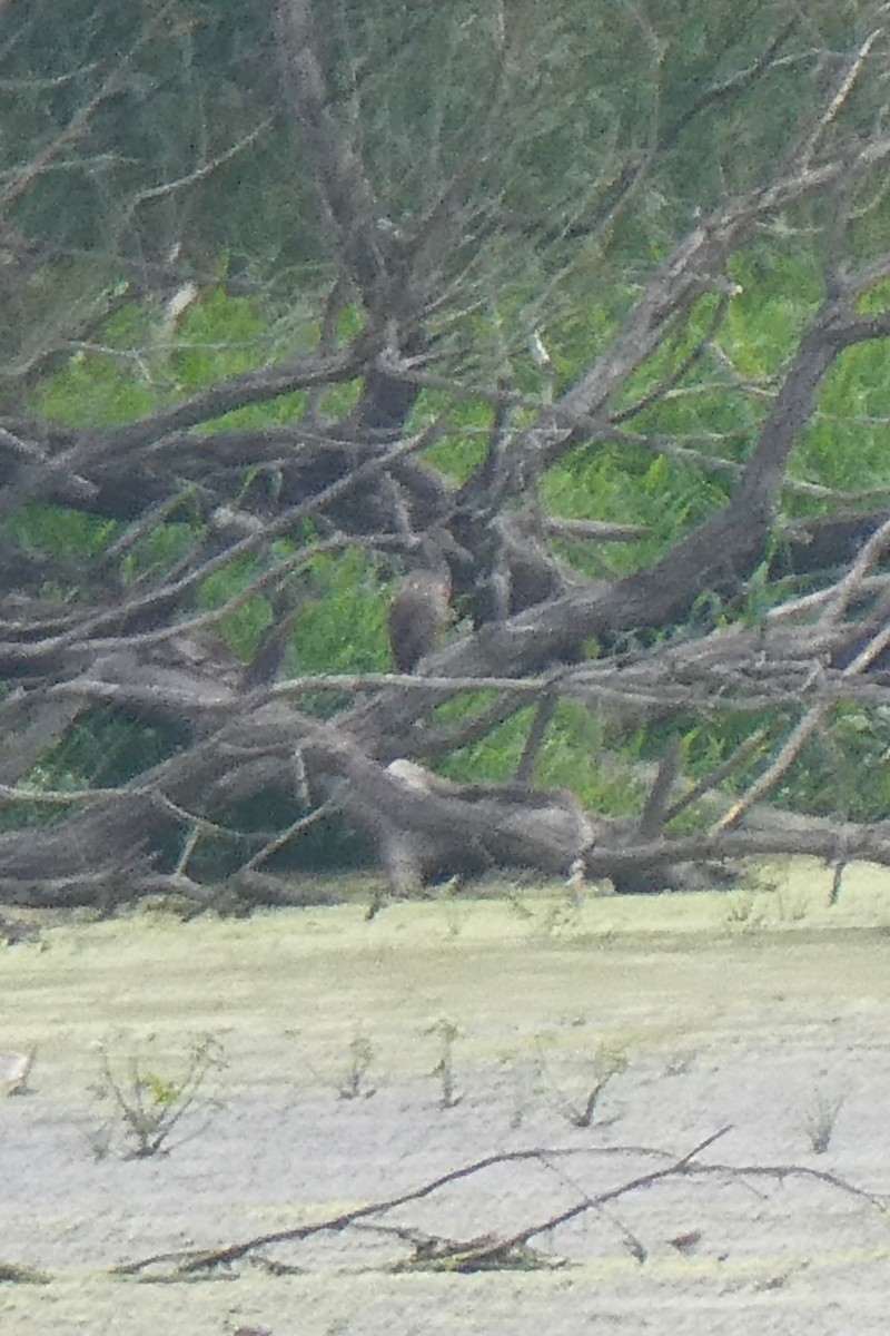 Limpkin - ML601921961