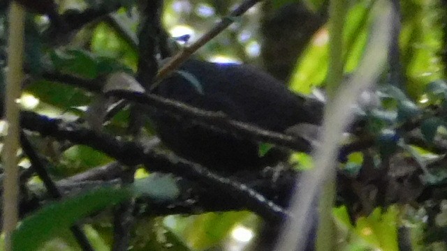 Pale-bellied Tapaculo - ML601921981