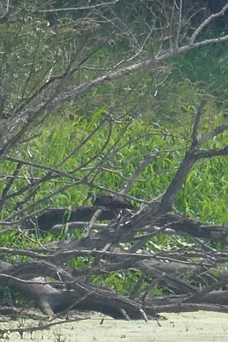 Limpkin - ML601921991