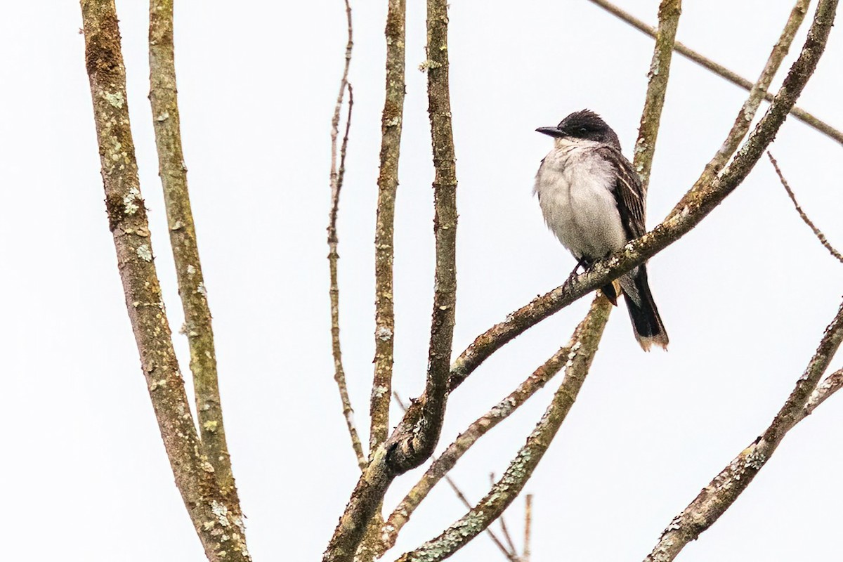 Eastern Kingbird - ML601923931