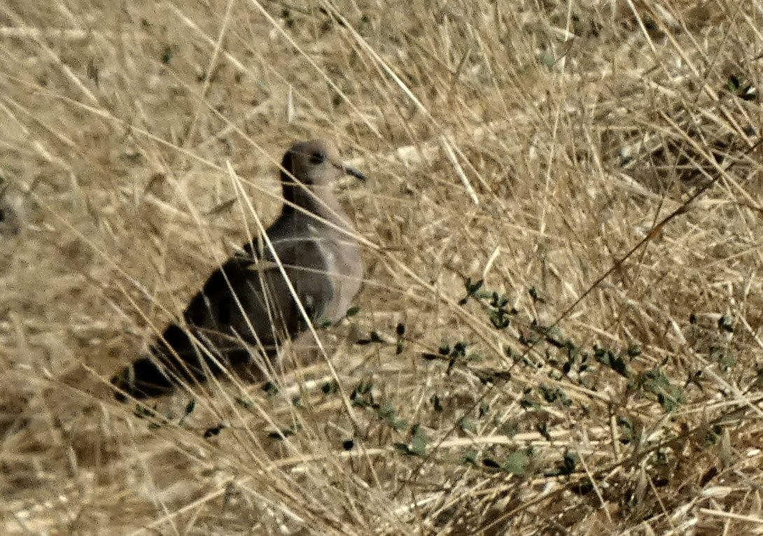 Mourning Dove - ML601924231