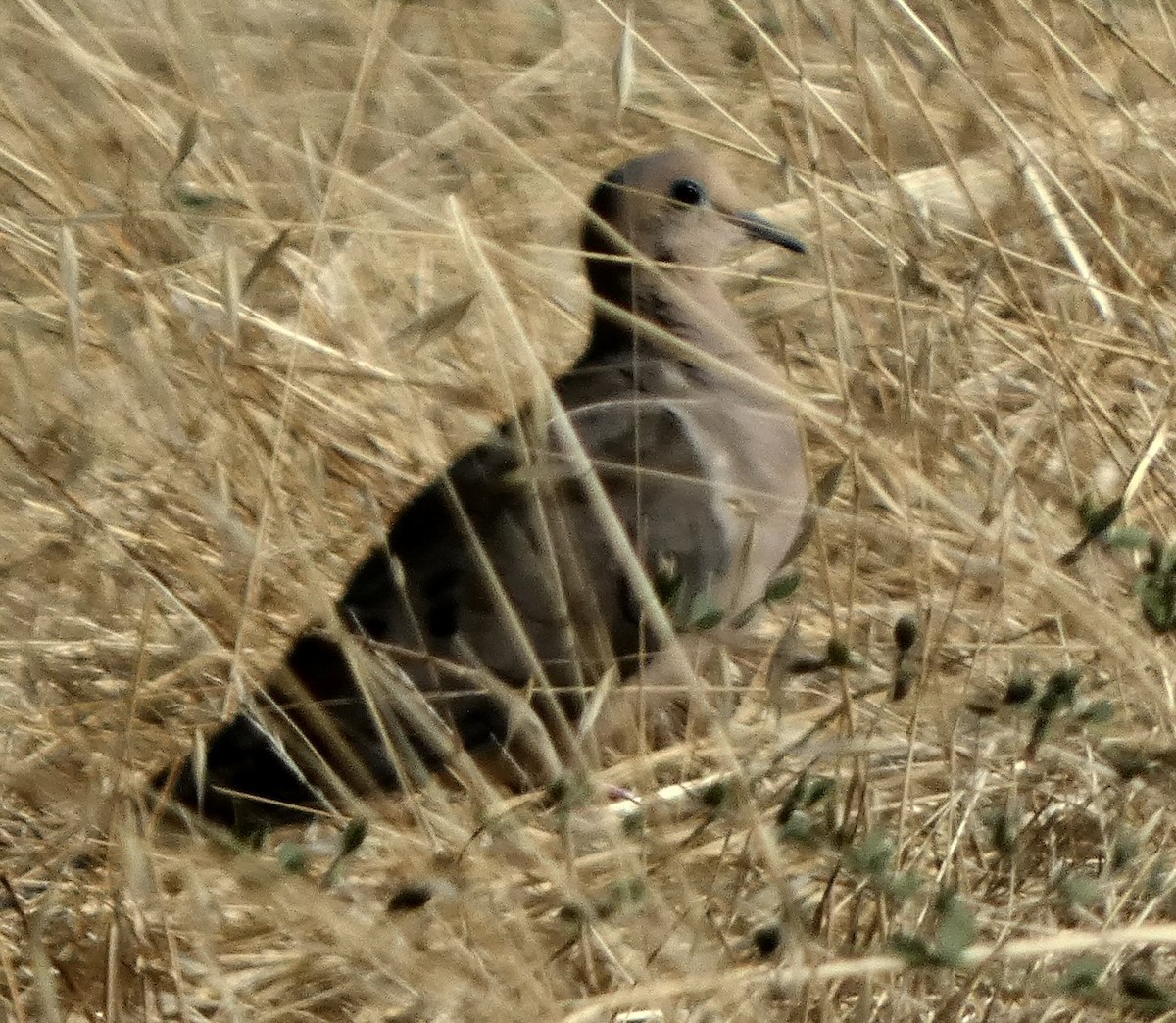 Mourning Dove - ML601924241