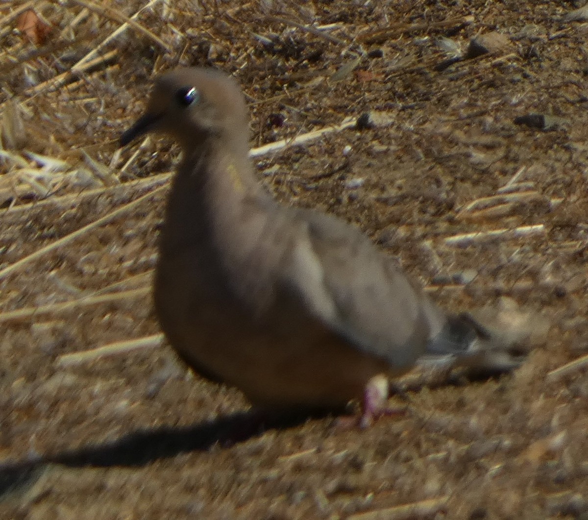 Mourning Dove - ML601924251