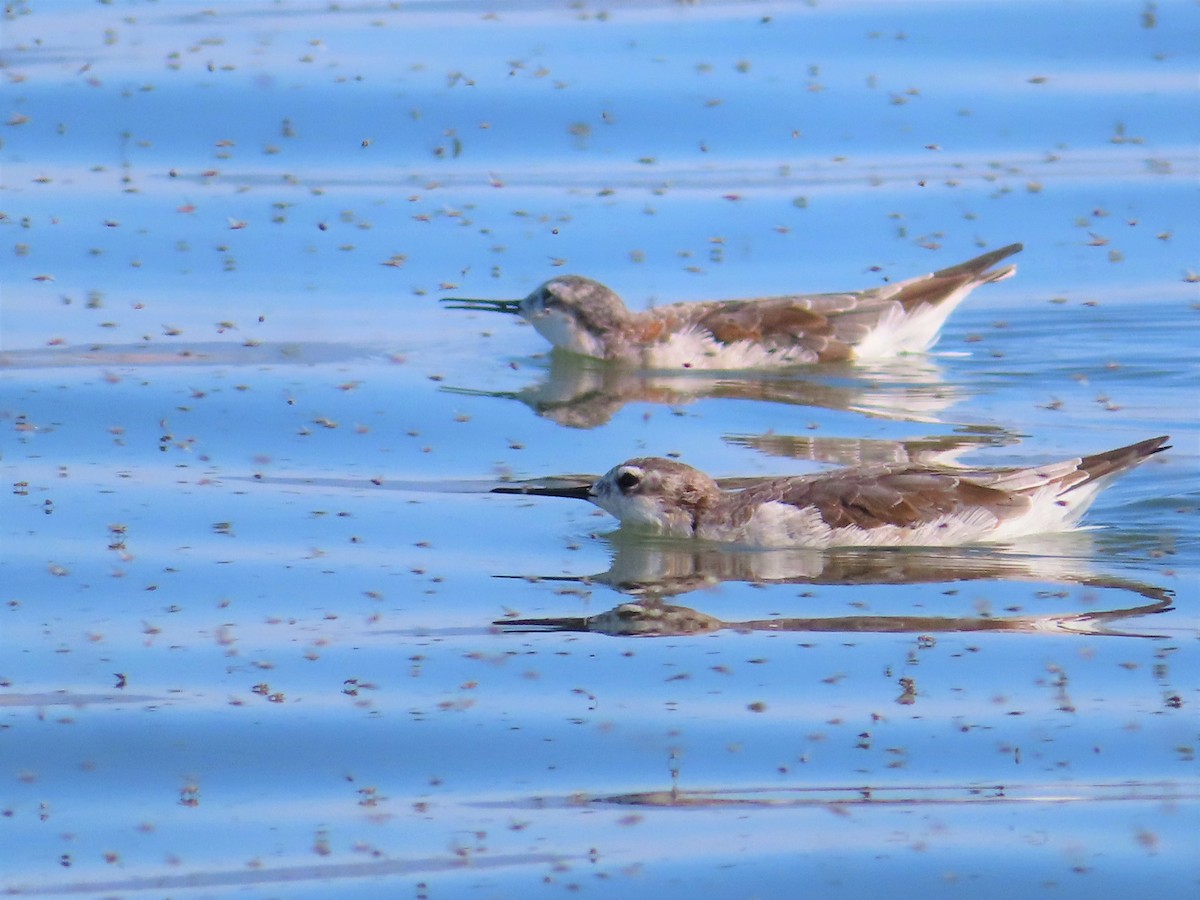 Wilson's Phalarope - Shane Patterson