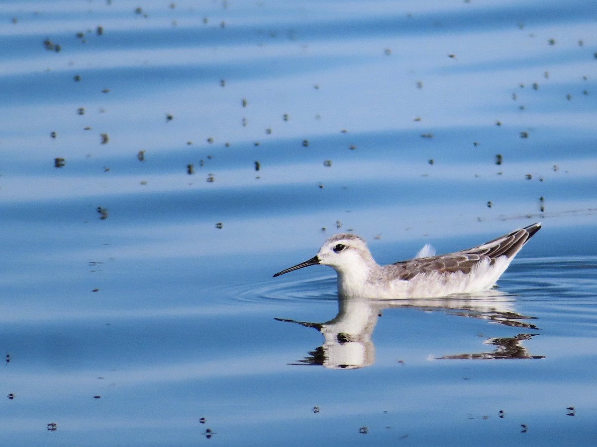 Wilson's Phalarope - Shane Patterson