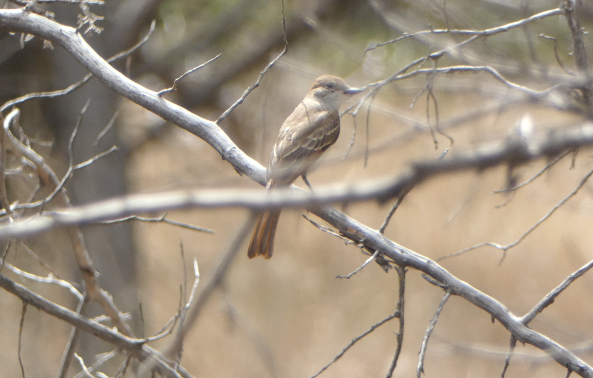 Ash-throated Flycatcher - ML601924611