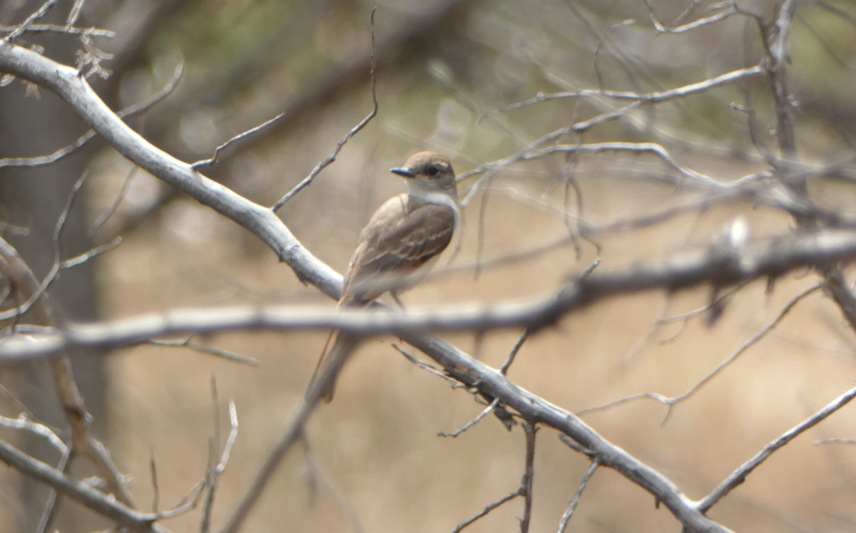 Ash-throated Flycatcher - ML601924651