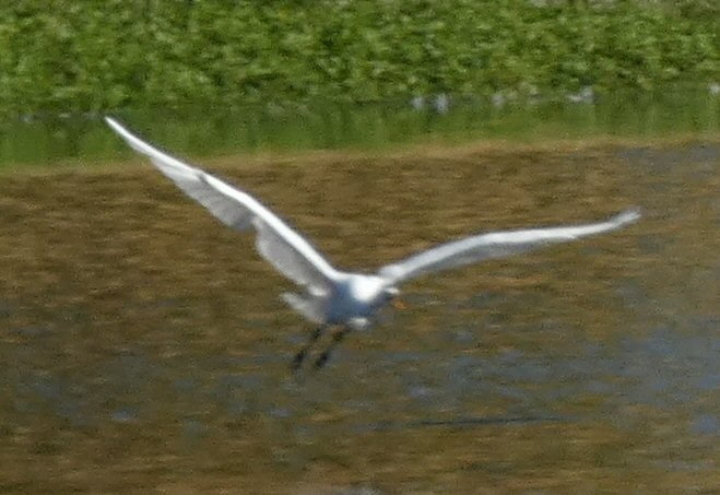 Great Egret - ML601925381