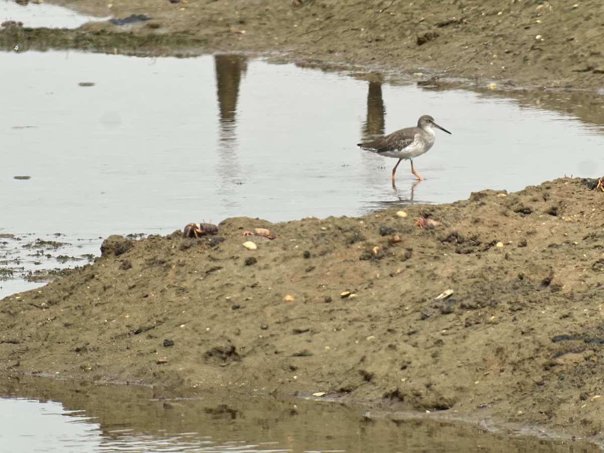 Common Redshank - ML601926471