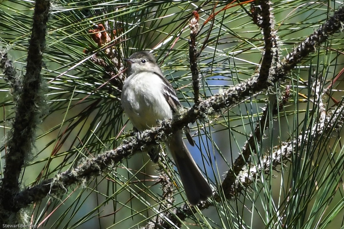 Greater Antillean Elaenia - Alison Bentley