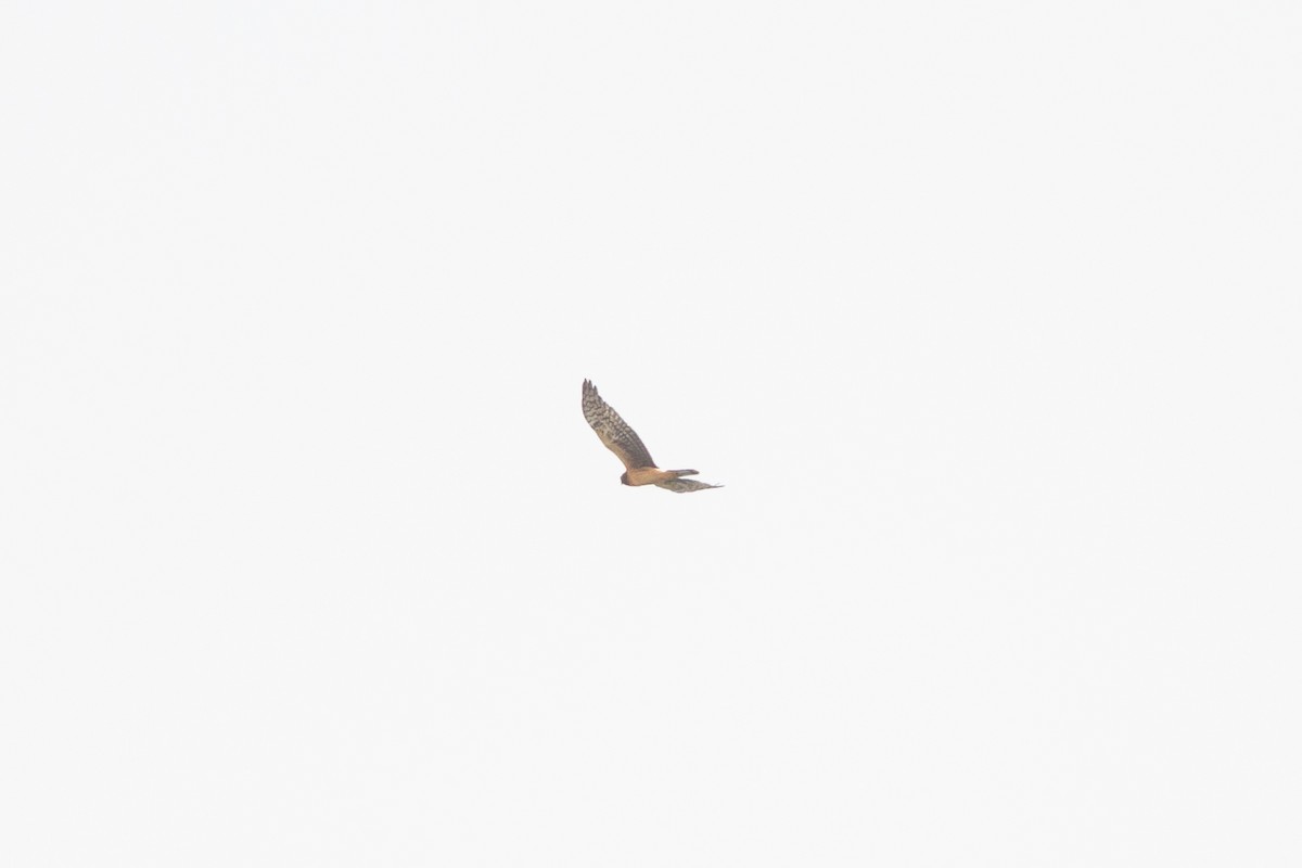 Northern Harrier - ML601926951