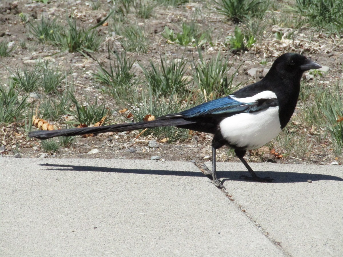 Black-billed Magpie - ML601927021