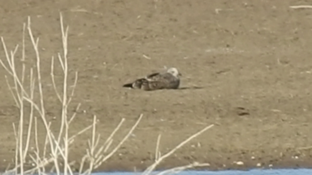 Audouin's Gull - ML601927441