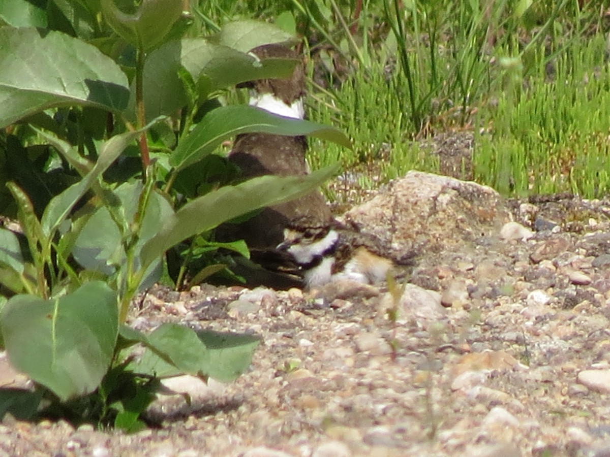 Killdeer - ML60192771