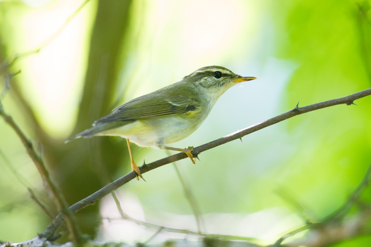 Kamchatka Leaf Warbler - ML60192831