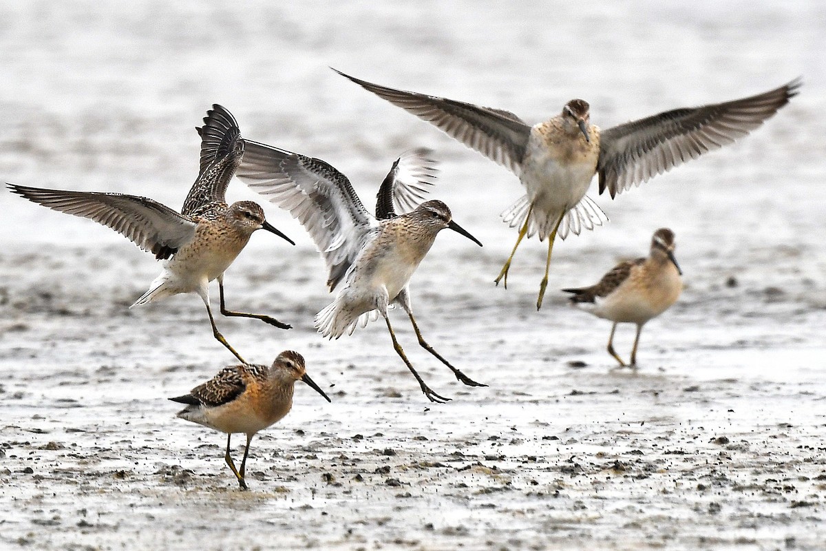 Stilt Sandpiper - ML601930731