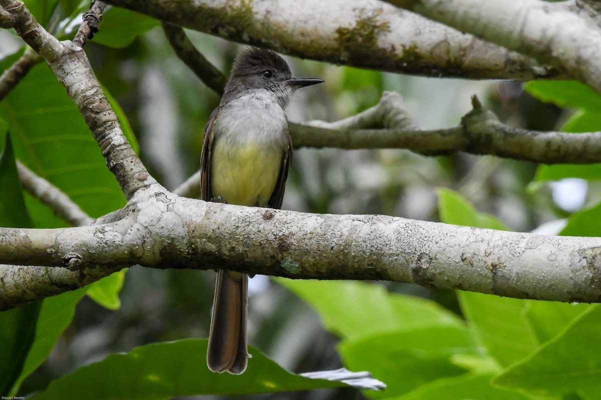 Stolid Flycatcher - ML601930961