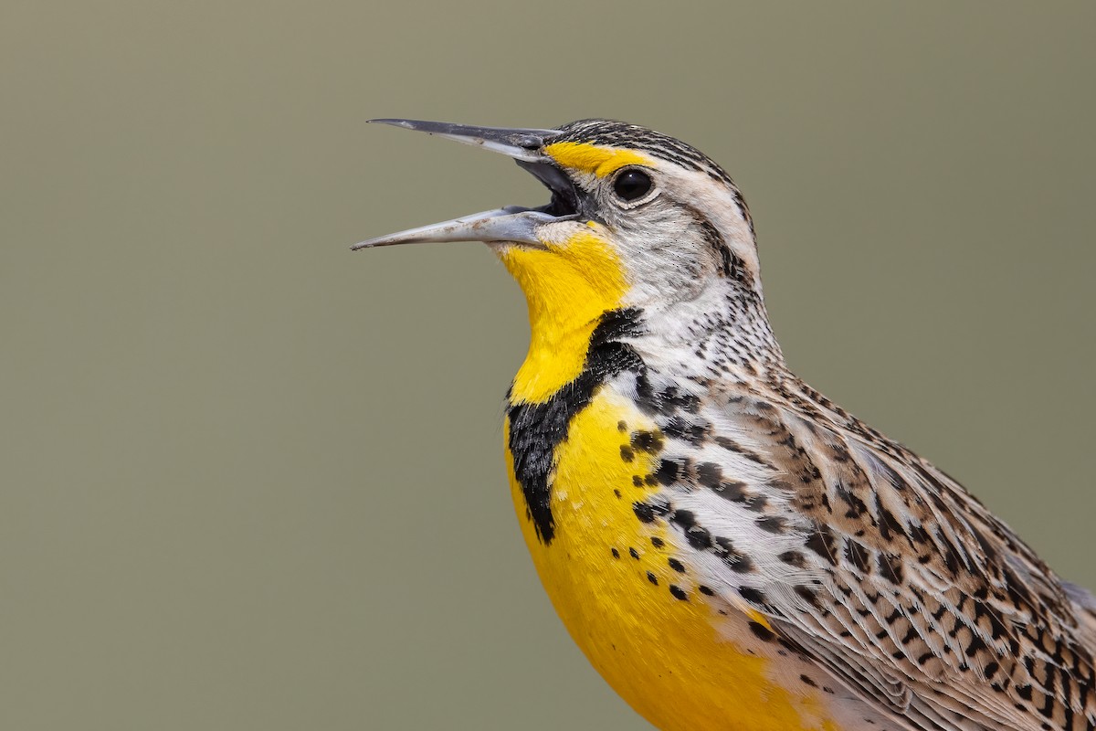 Western Meadowlark - ML601931411