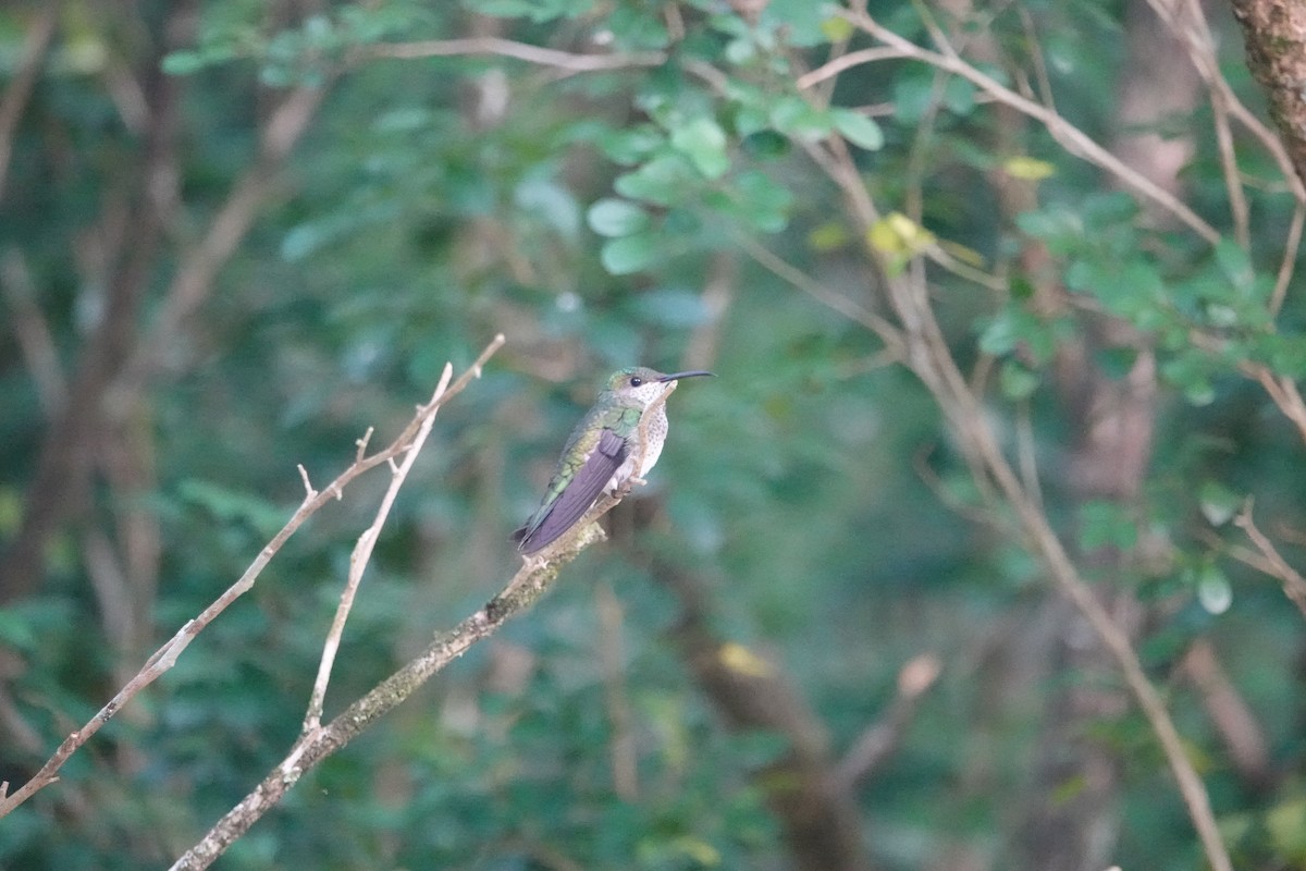 Colibrí Nuquiblanco - ML601932131