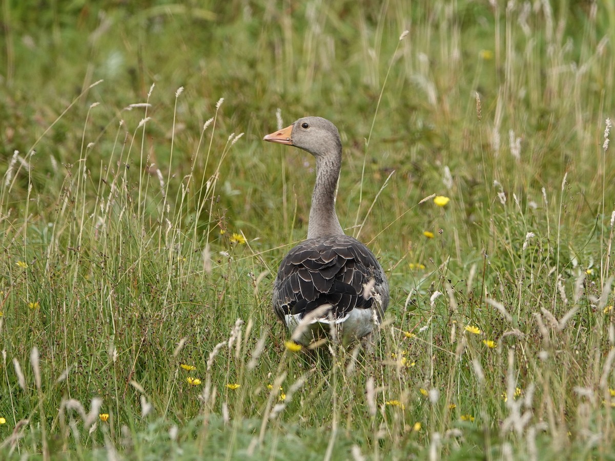 Graylag Goose - ML601932471