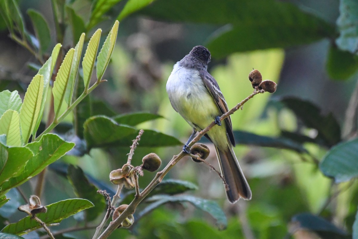 Stolid Flycatcher - Alison Bentley