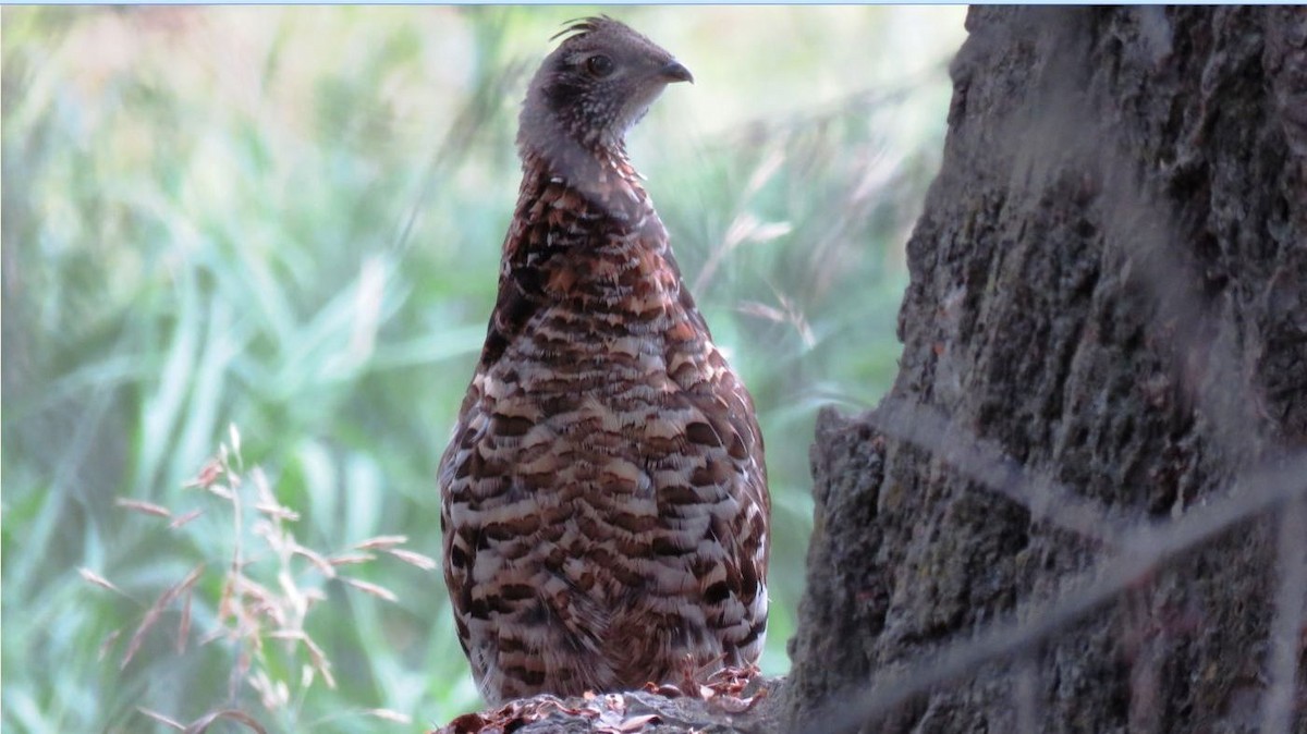 Ruffed Grouse - ML601933741