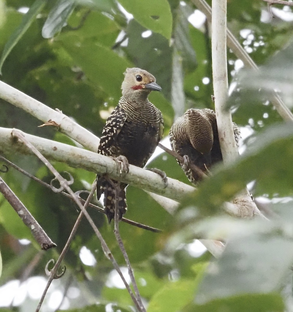 Buff-rumped Woodpecker - ML601934281