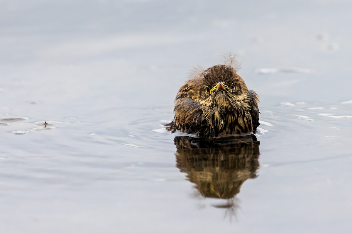 Meadow Pipit - Maciej Kowalski