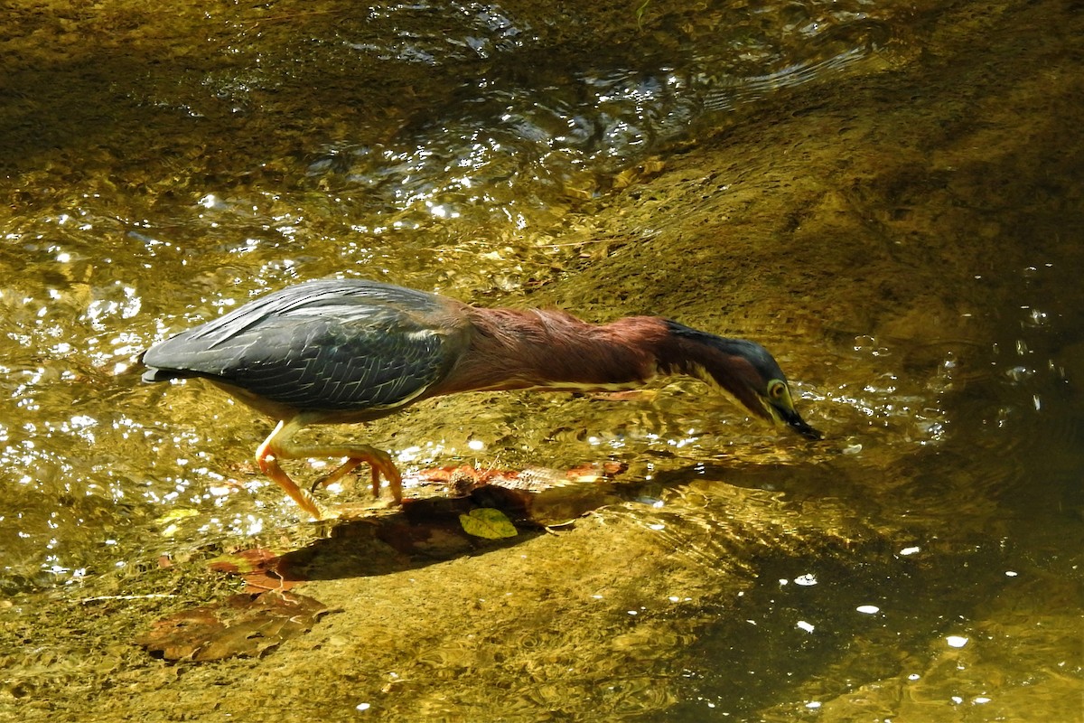 Green Heron - David  Clark