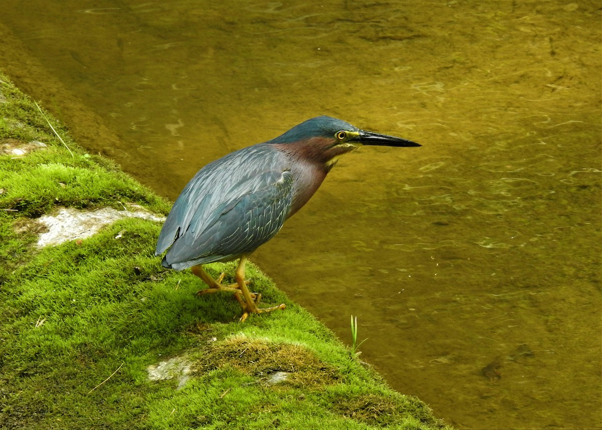 Green Heron - David  Clark