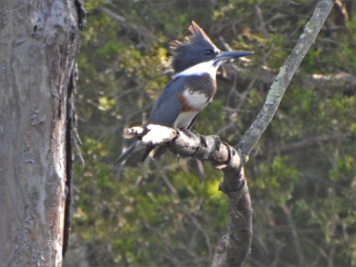 Belted Kingfisher - ML601936471