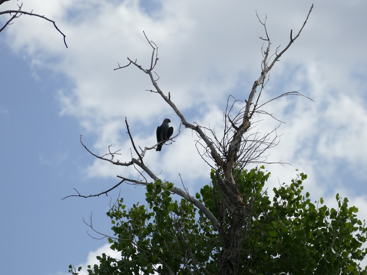 Mississippi Kite - ML601936581