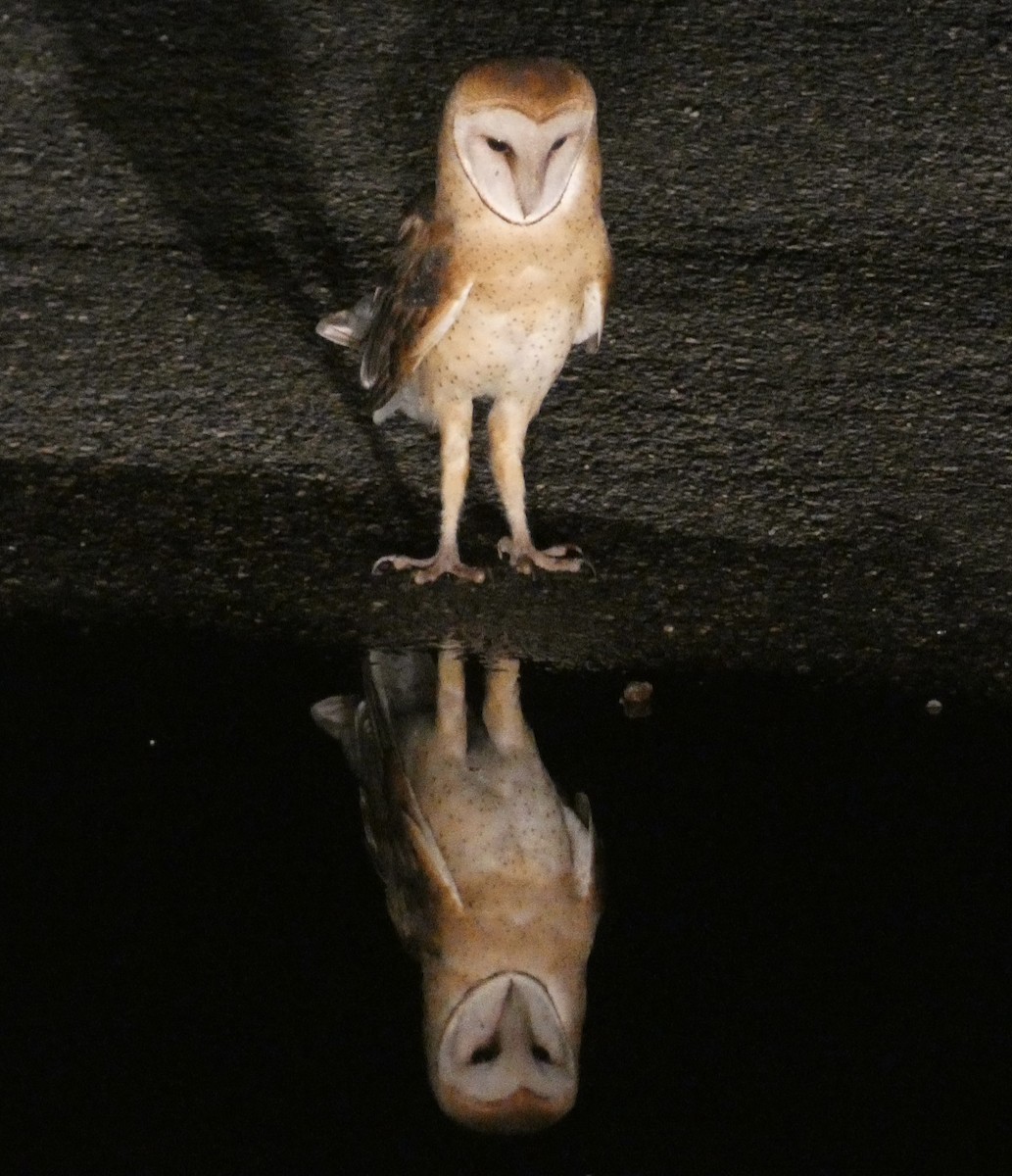 American Barn Owl - ML601938151