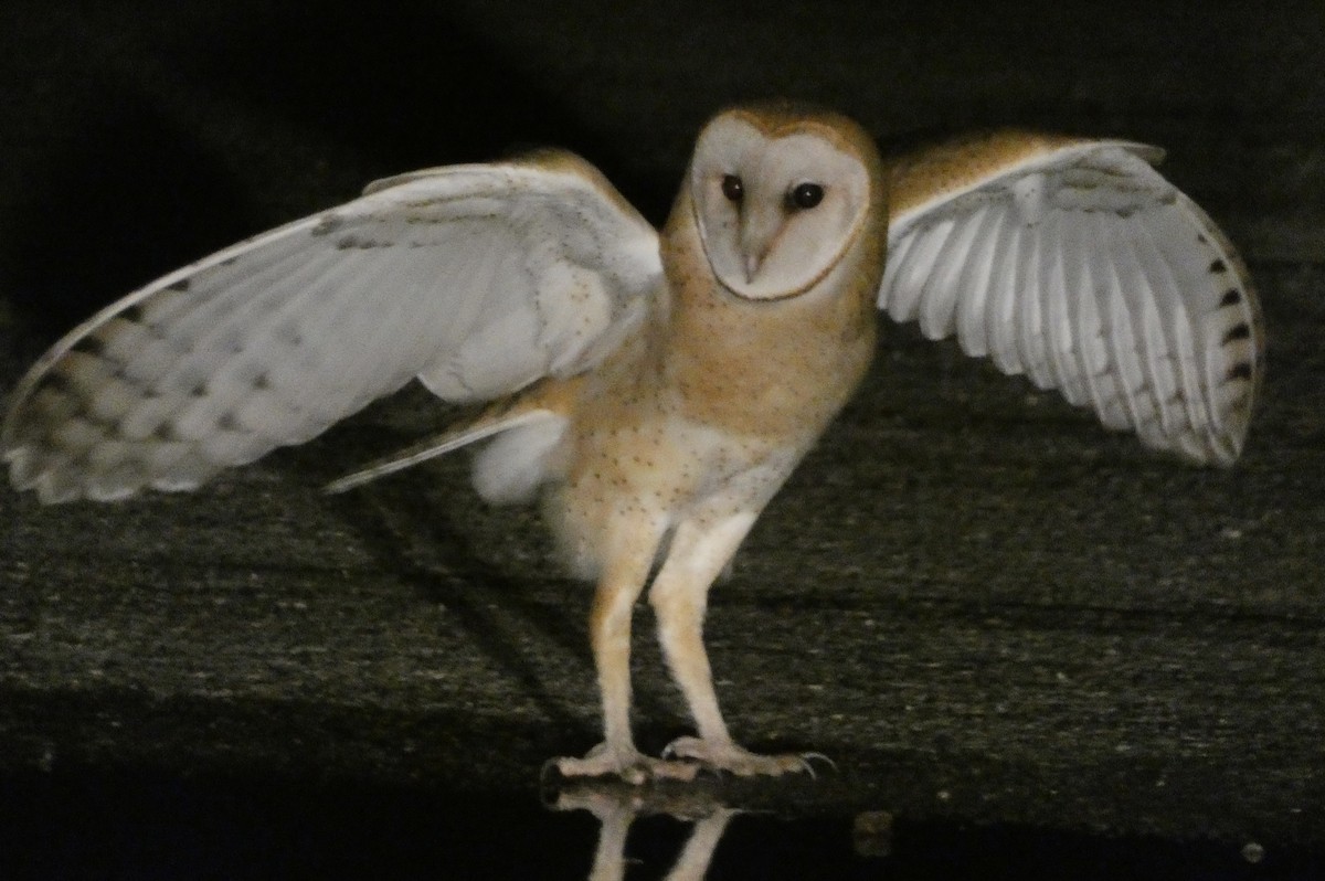 American Barn Owl - ML601938161