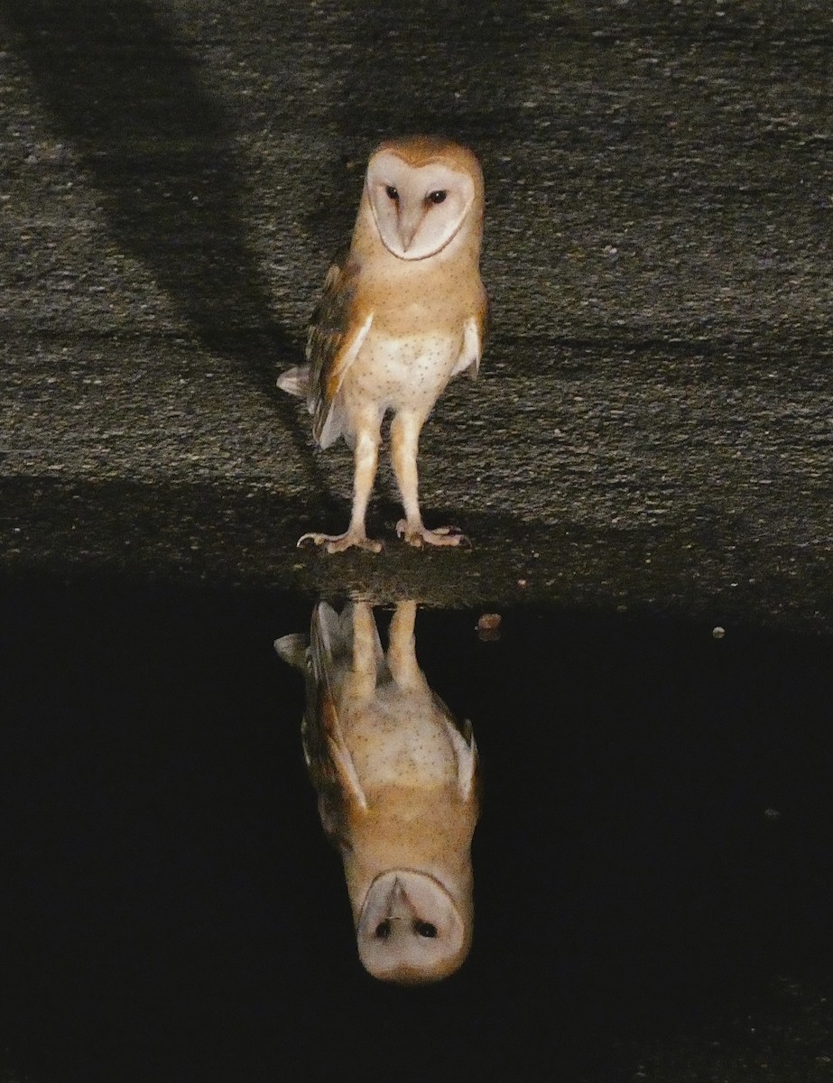 American Barn Owl - ML601938171