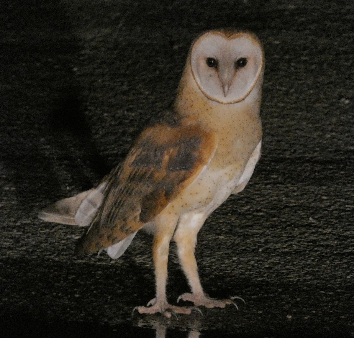 American Barn Owl - ML601938181