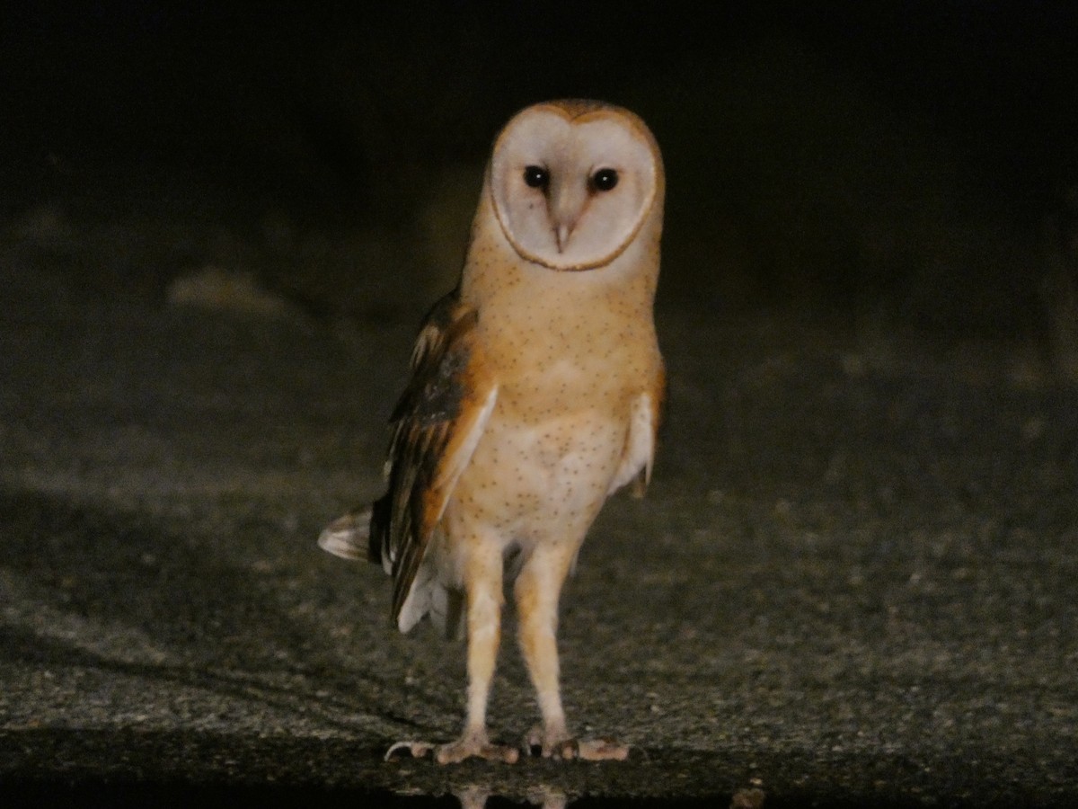 American Barn Owl - ML601938191