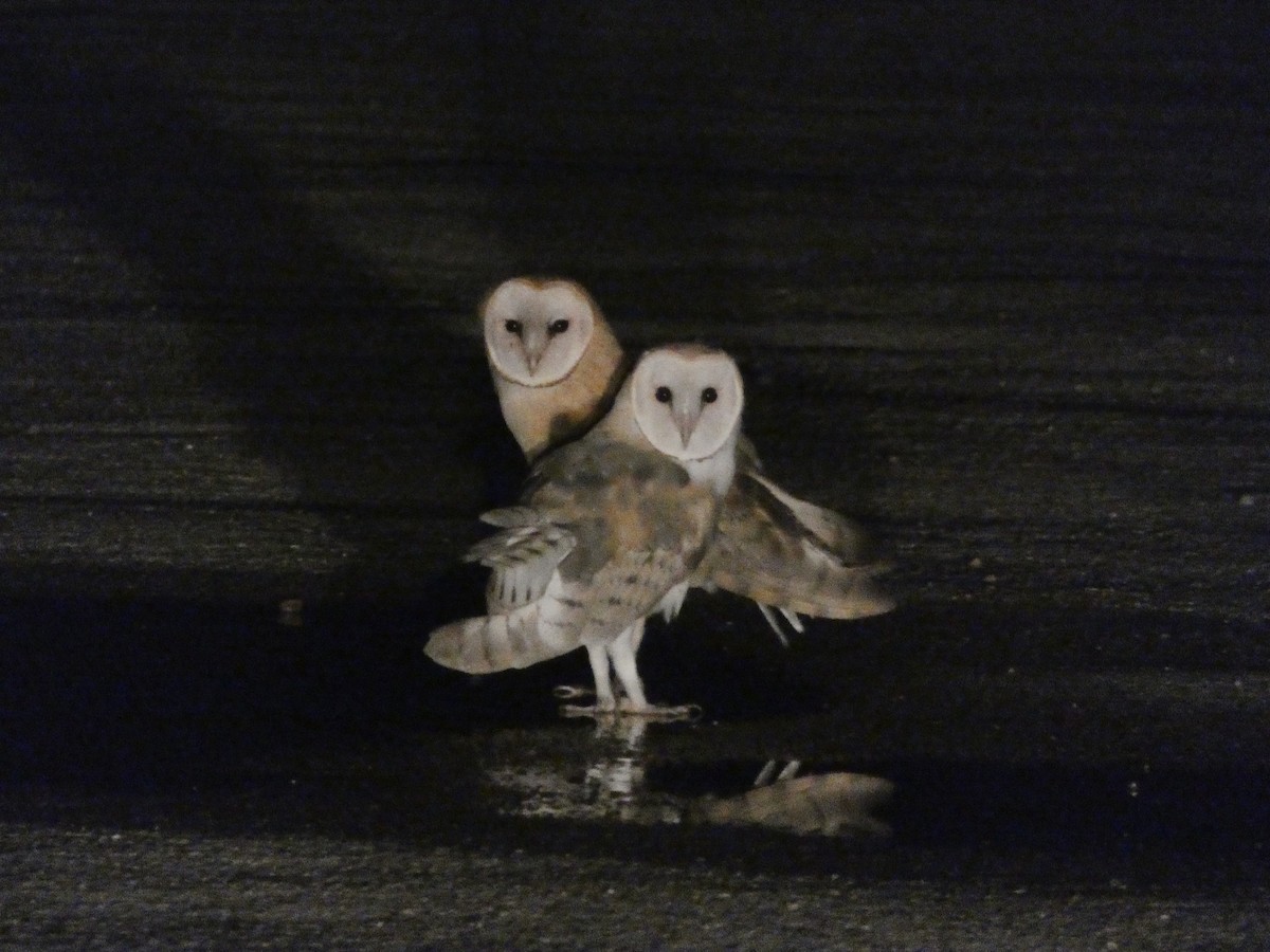 American Barn Owl - ML601938201