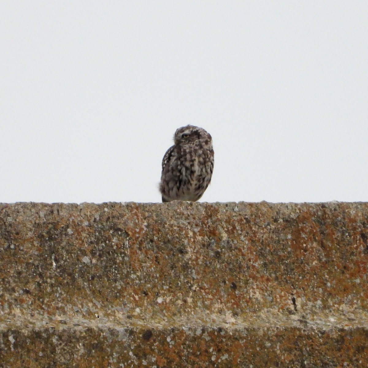 Little Owl - ML601938381