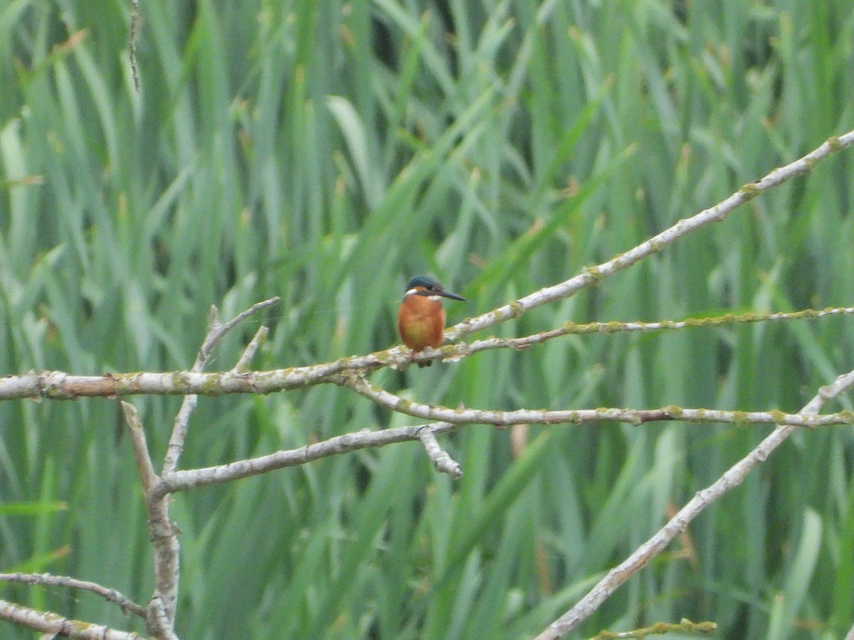 Common Kingfisher - ML601938531