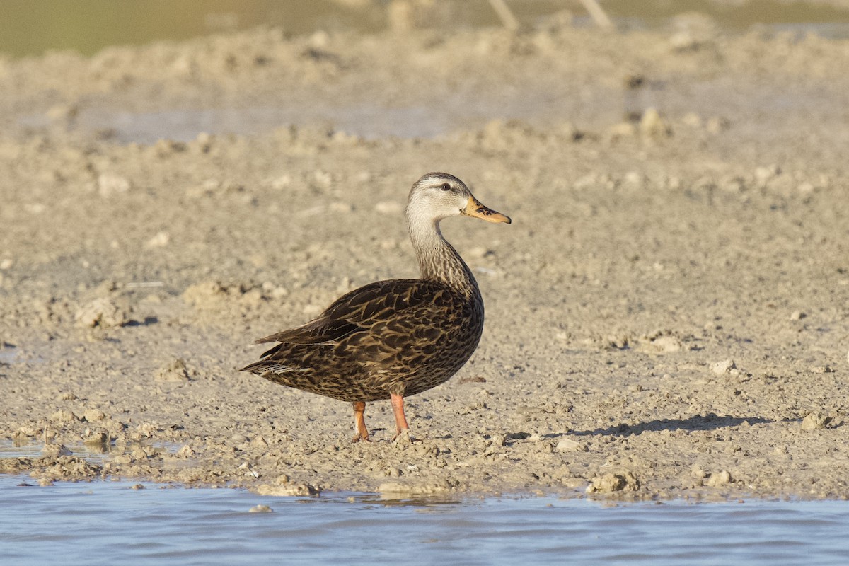 Mottled Duck - A Birder