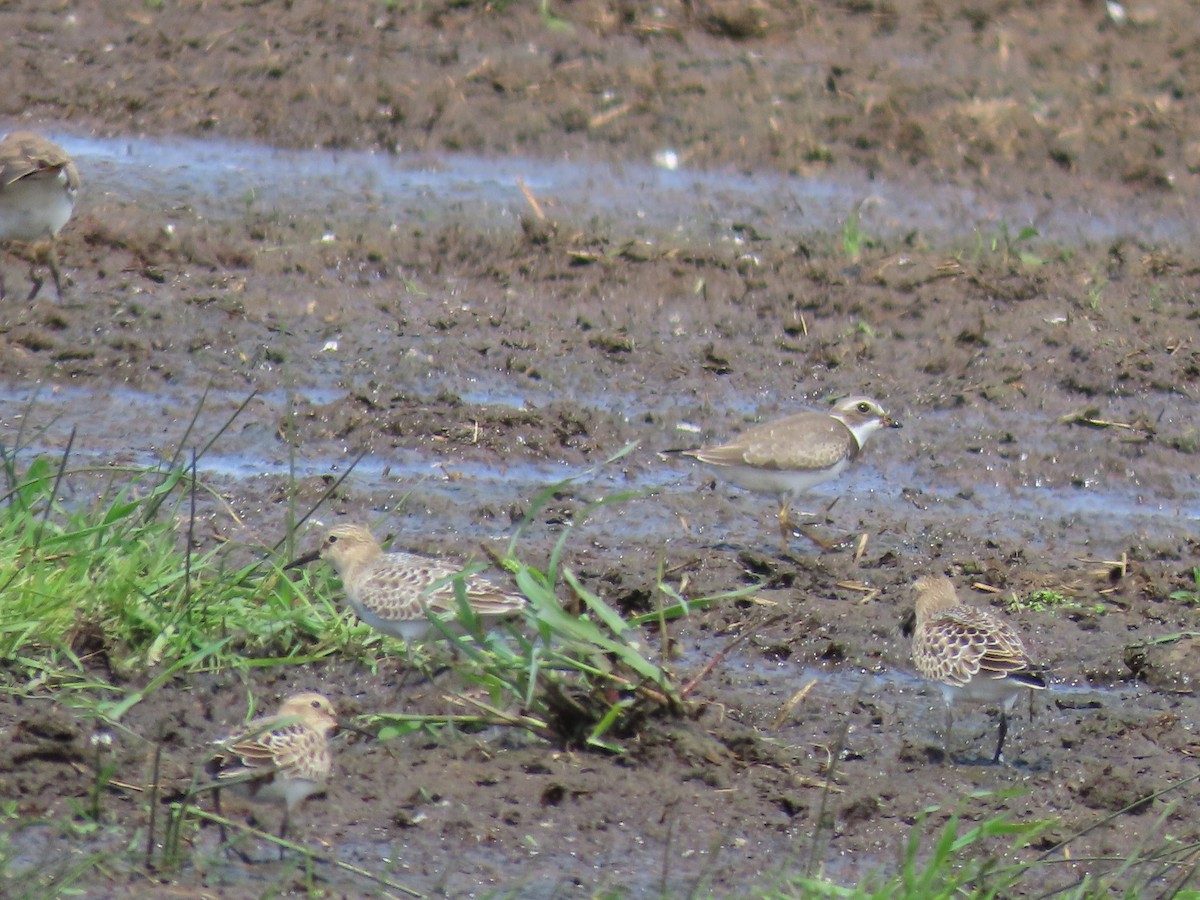 Baird's Sandpiper - ML601941071