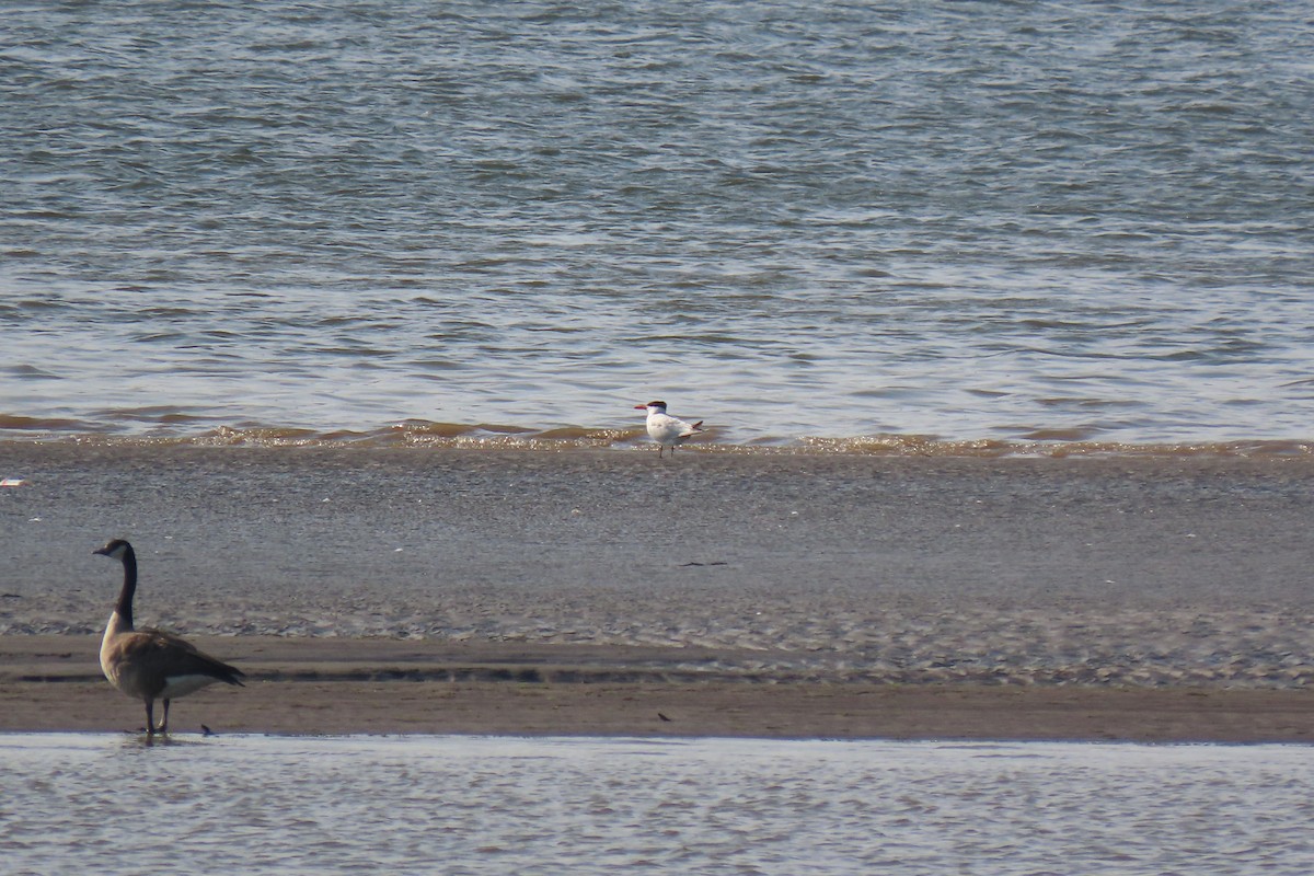 Caspian Tern - ML601941501