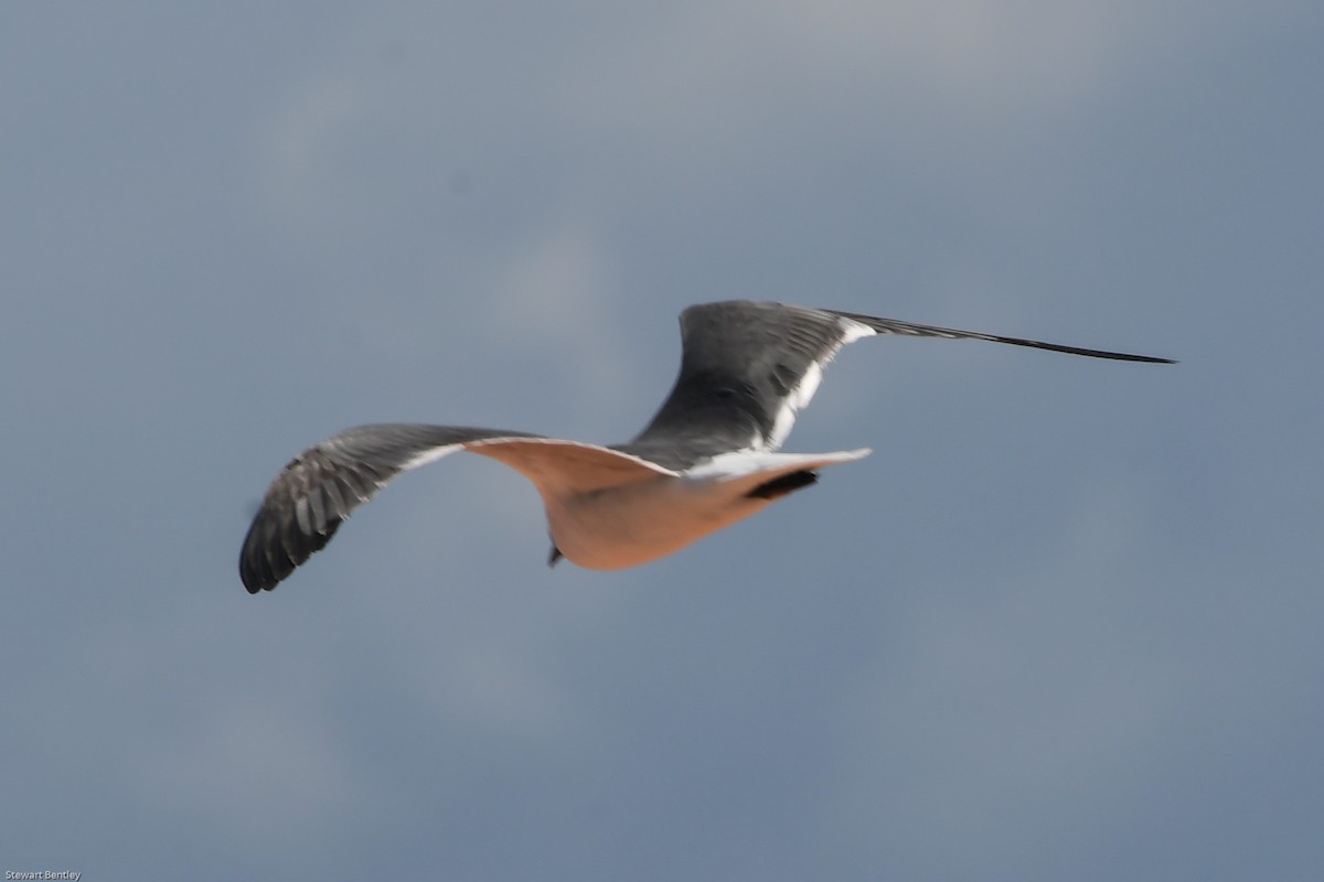 Laughing Gull - ML601941621