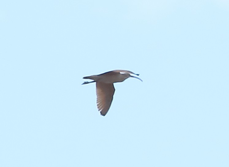 Long-billed Curlew - ML601942571